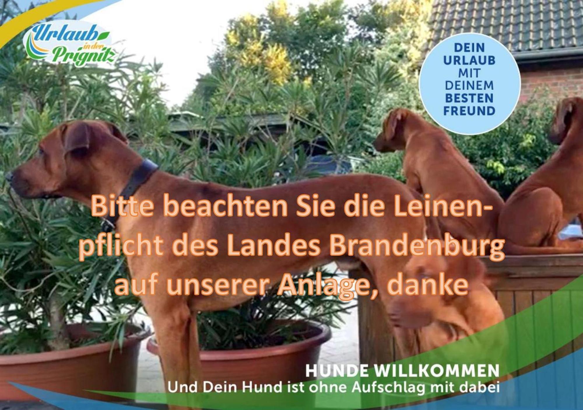 Jagd-Angler-Suite-03-Im-Wald-Am-See Kyritz Eksteriør bilde